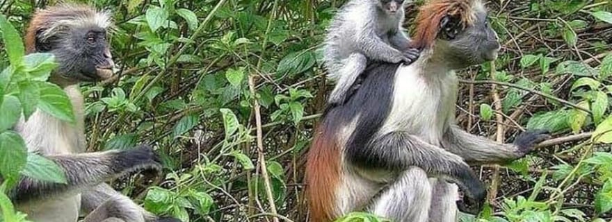 ZANZIBAR : excursion d'une journée à la forêt de Jozani et à la plage de Paje