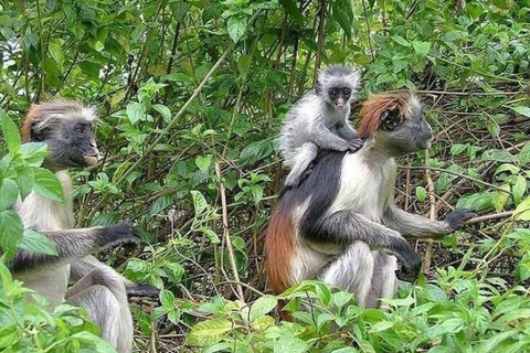Zanzibar : forêt de Jozani, ferme d'épices et nage avec les tortuesZanzibar : Forêt de Jozani, ferme d'épices et nage avec les tortues