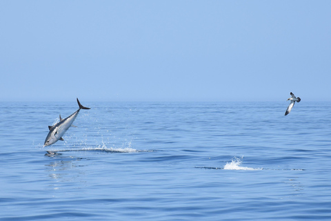 New: Into the Wild - 3H w/Marine Biologists - dolphins &more