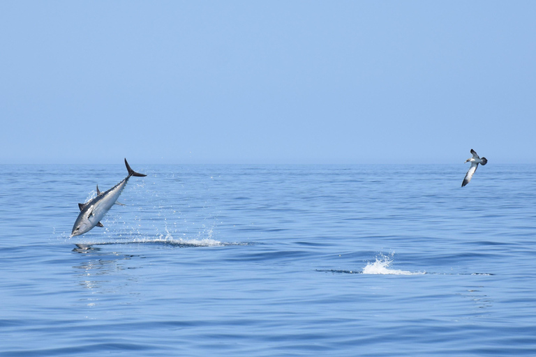 New: Into the Wild - 3H w/Marine Biologists - dolphins &more