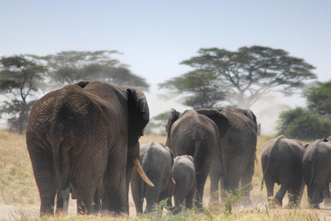 11 dias do melhor do Quénia e da Tanzânia com a viagem de safari ao Serengeti