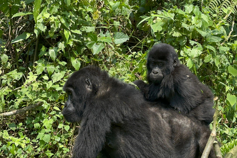 Passeio de 3 dias ao Gorila Mgahinga Gorilla NP Uganda via Ruanda