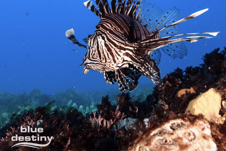 From Fremantle: Rottnest Island Snorkeling & Diving Day Trip