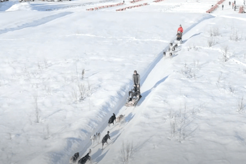 Talkeetna: تجربة تزلج الكلاب في فصل الشتاء في ألاسكا