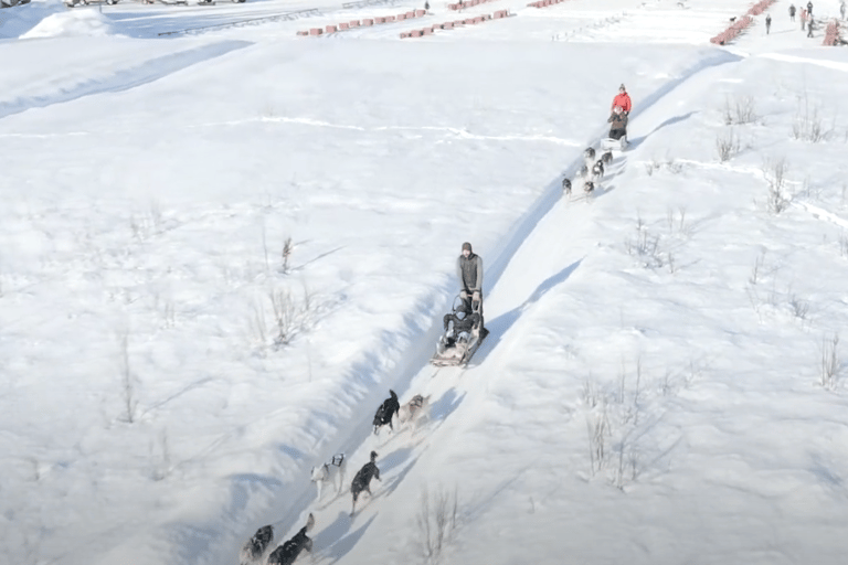 Talkeetna: تجربة تزلج الكلاب في فصل الشتاء في ألاسكا