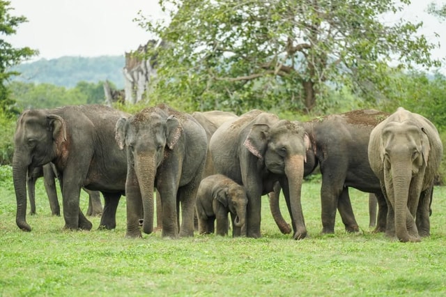 From Sigiriya: Kaudulla Elephant Safari with Expert Guide