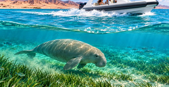 Marsa Alam: Dugong & Turtle Snorkeling by Speedboat