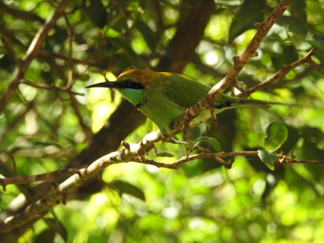 Bundala National Park Safari Tours: Half-Day or Full-Day