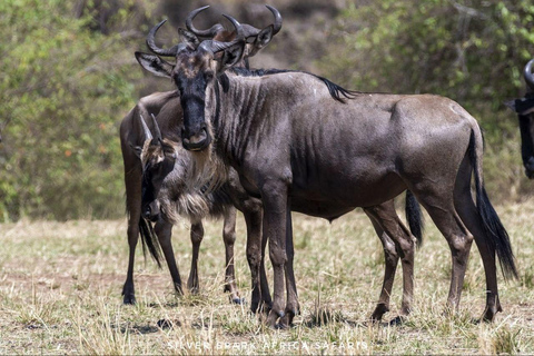 Nairobi: Safari di 7 giorni nei parchi Amboseli, Bogoria e Maasai Mara