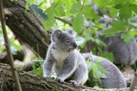 Melbourne: Tour di un giorno sulla Great Ocean Road con autista bilingue