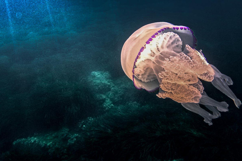 Budva: Family-Friendly Boat Tour with Snorkeling & Drinks