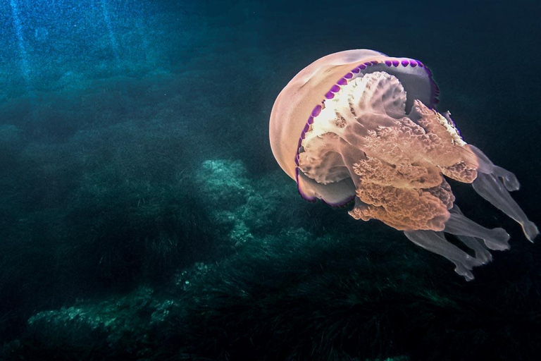 Budva: Family-Friendly Boat Tour with Snorkeling & Drinks