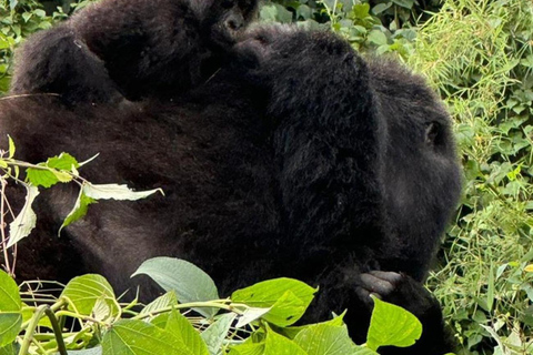 Experiencia de 2 días de safaris por Ruanda con gorilas y visita cultural.