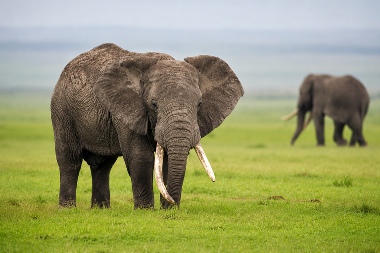 Private Arusha National Park Safari with Expert Guide