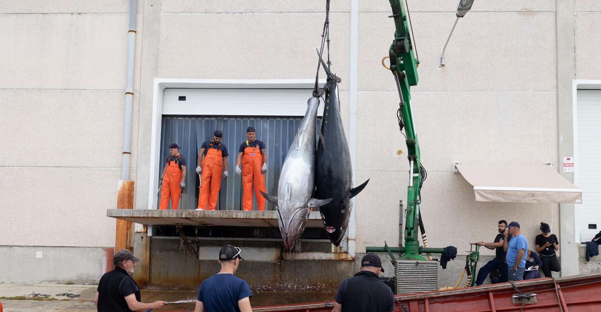 Barbate, Boat Tour to the Almadraba of Conil (Tuna Fishing) - Housity