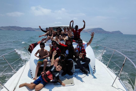 Lima: Palomino Island Marine Adventure Tour swimming with Sea Lions