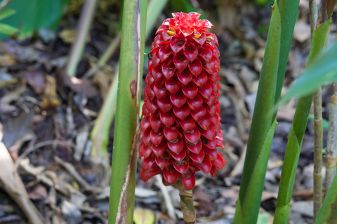 Oahu: Wycieczka prywatna Waikiki - Pełny krąg wysp - Możliwość dostosowania