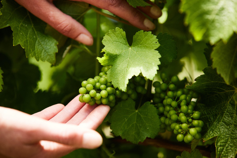 Hobart: Richmond and Wine Tour