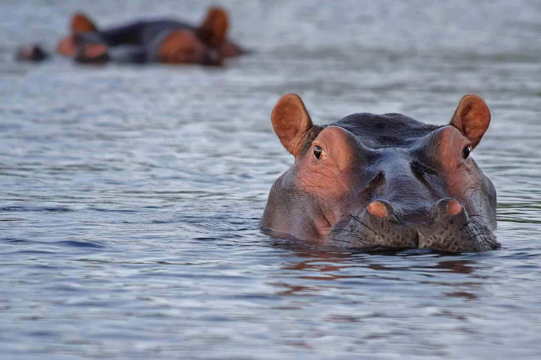 8-Day: Tanzania Safari Tour