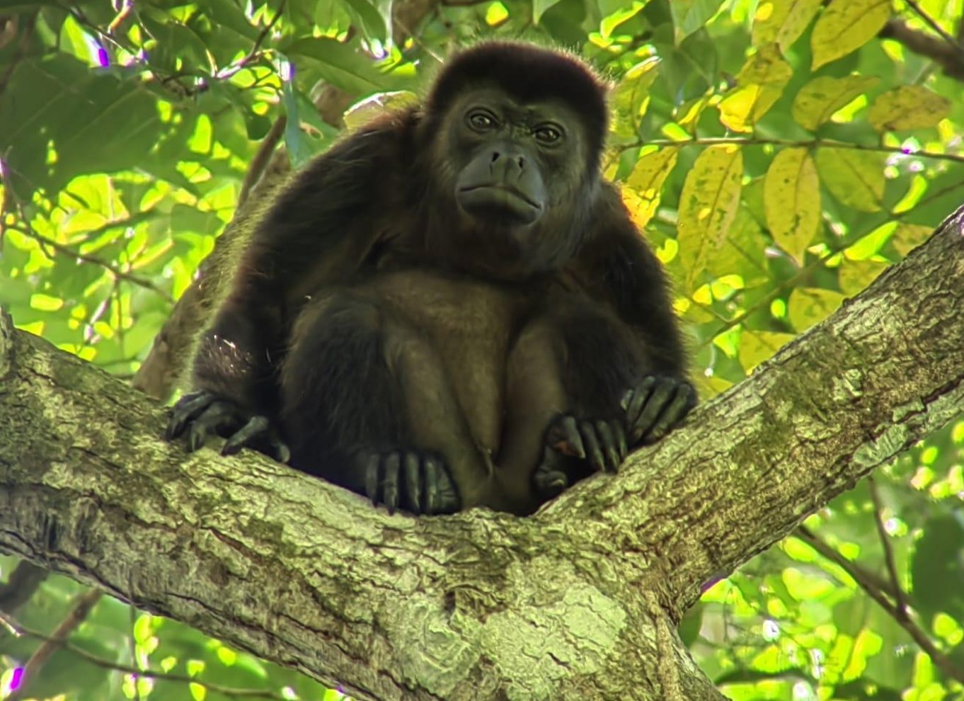 Manuel Antonio Nationalpark: Guidet tur med ENTRÉ INKLUDERET