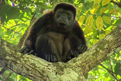 Manuel Antonio Park: Guided Tour to see animals &amp; beach timePrivate tour