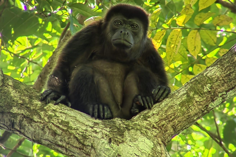 Från San José till Manuel Antonio nationalpark Guidad tur