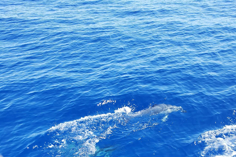 Oahu: Whale Sail Charter