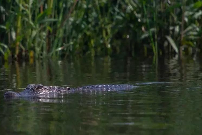 New Orleans: Signature Swamp Eco Tour with Local Guide Signature Swamp Private Eco Tour with Transportation