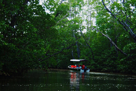 Semporna: Proboscis Monkey & Firefly Cruise with Dinner