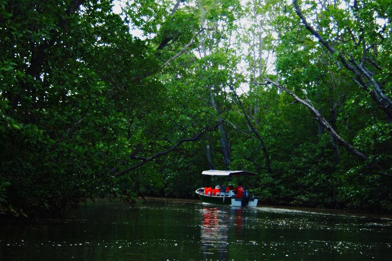 Semporna: Proboscis Monkey & Firefly Cruise with Dinner