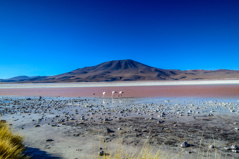 3-Day Salt Flats & Altiplano Tour to San Pedro de Atacama ENGLISH TOUR