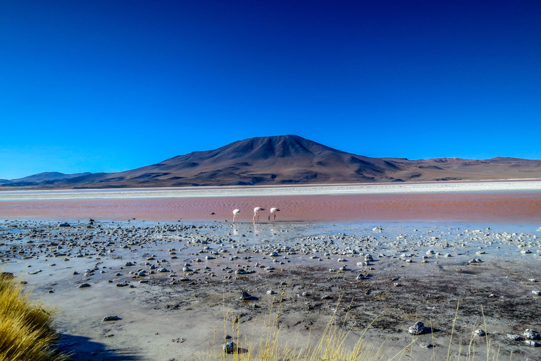 3-Day Salt Flats & Altiplano Tour to San Pedro de Atacama ENGLISH TOUR