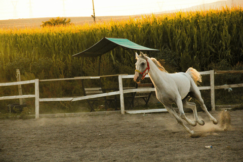 Girona: Horseback Riding with Local Bar Experience