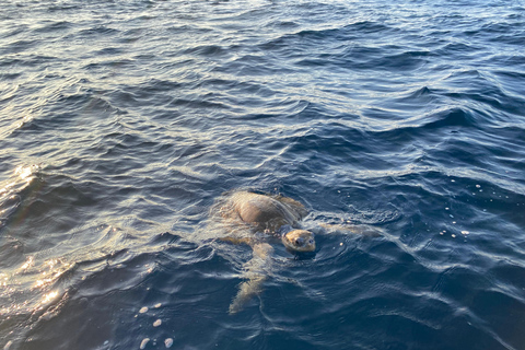 Puerto Escondido: Bootstour zu Delfinen und MeerestierenPrivate Tour