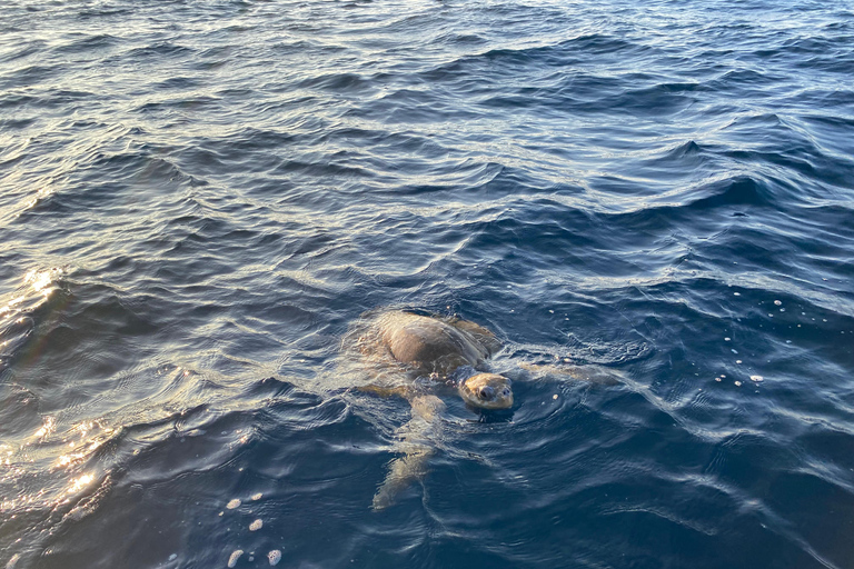 Puerto Escondido: Bootstour zu Delfinen und MeerestierenPrivate Tour