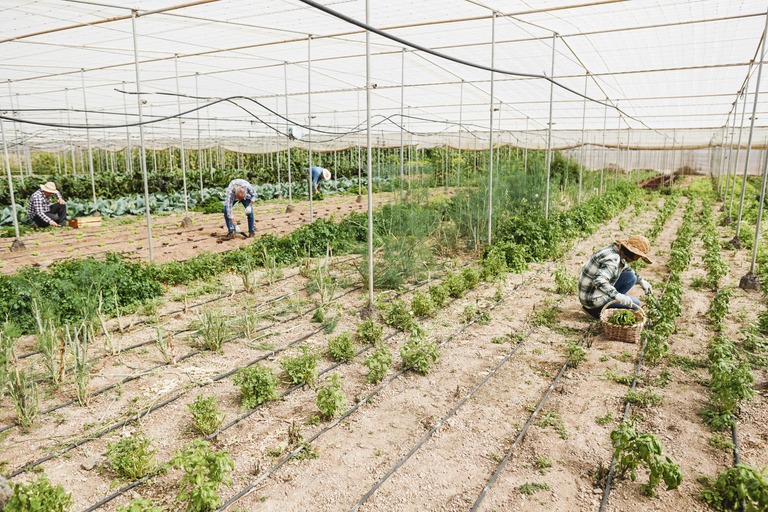 4日阿联酋文化之旅：迪拜、阿布扎比与艾因共享之旅