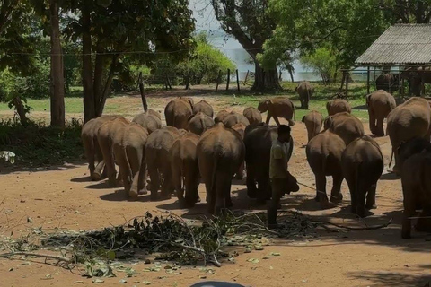 Sri Lanka: 12-dagars naturskön äventyrsresa