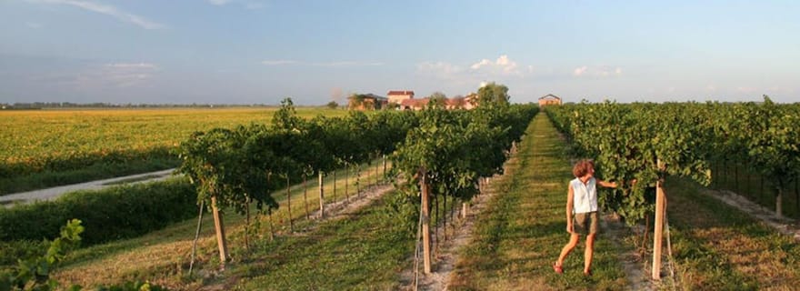 Excursion viticole dans les terres d'Hemingway, près de la lagune de Caorle