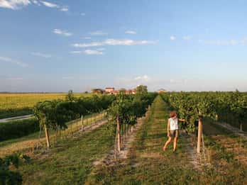 Wine Tour in the Hemingway lands close to Caorle Lagoon