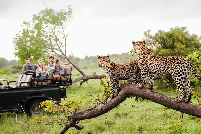 5-daagse rondreis door Zuid-Afrika: Kaapstad, safari en Garden Route5-daagse rondreis door Zuid-Afrika: Kaapstad, safari en de Tuinroute