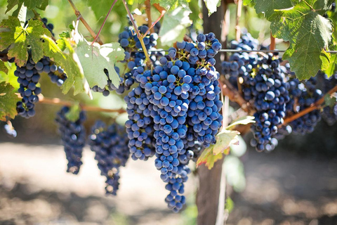 Desde Mesina Excursión de un Día al Volcán Etna, Bodegas y TaorminaExcursión de un día al Volcán Etna, Bodegas y Taormina desde Mesina