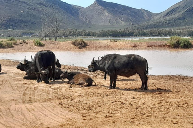 Cape Town Aquilla big sunset safari With transport & food aquila sunset bestseller