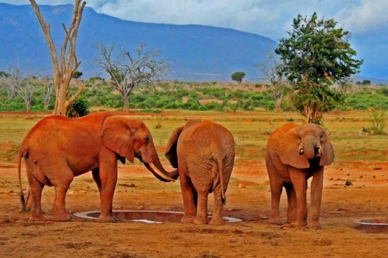 6 jours Girafe, orphelinat d'éléphants, Hell's Gate, Maasai Mara