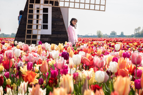 From Amsterdam: Tulip Experience and Tulip Fields Tour 4-hour tour Tulip Experience