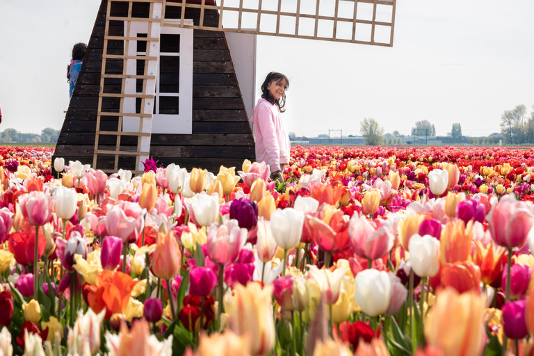 From Amsterdam: Tulip Experience and Tulip Fields Tour 4-hour tour Tulip Experience