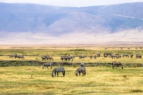 7 Days Comfortable Tanzania Safari