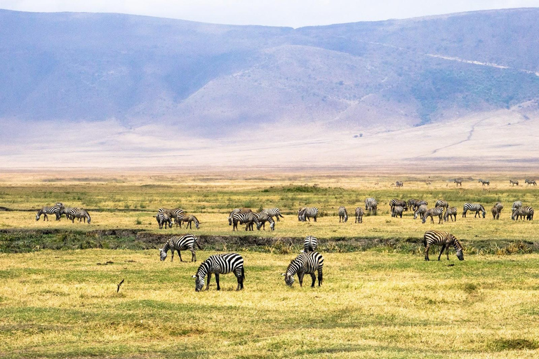 7 Days Comfortable Tanzania Safari