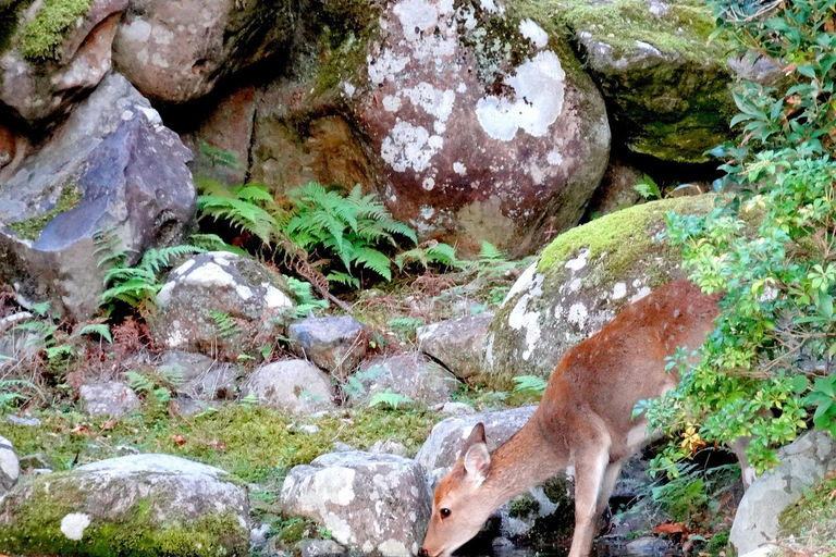Kyoto & Nara: Private Cultural Journey with Guide & Pickup