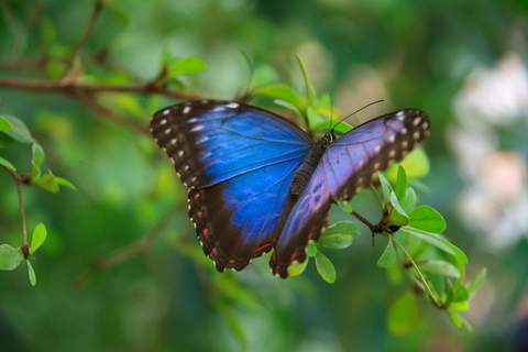 Panama: Vacker BioTour