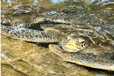 Zanzibar: Baraka Aquarium and Sea Turtle Swim with Transport Baraka Aquarium with Transfer